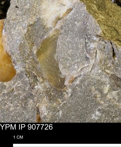 undet. Mollusca