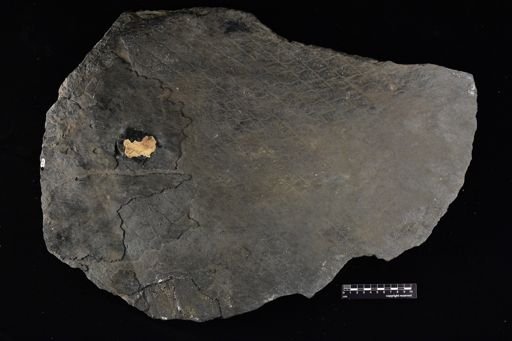 Lepidodendron sp.