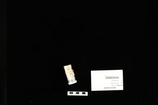 Necturus maculosus