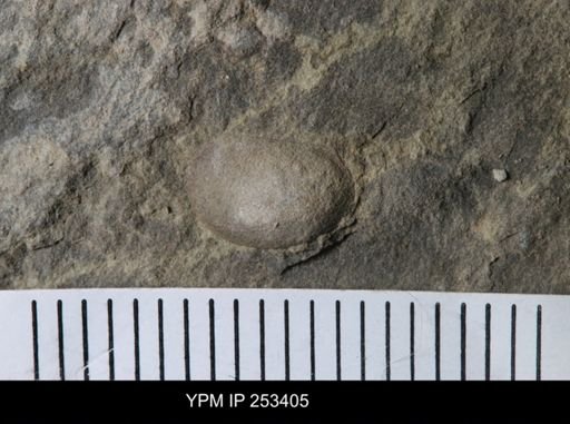 undet. Ostracoda