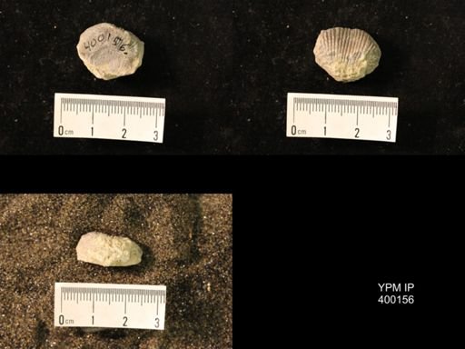 Marginifera lasallensis