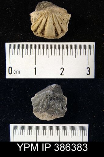 Cyrtina rostrata