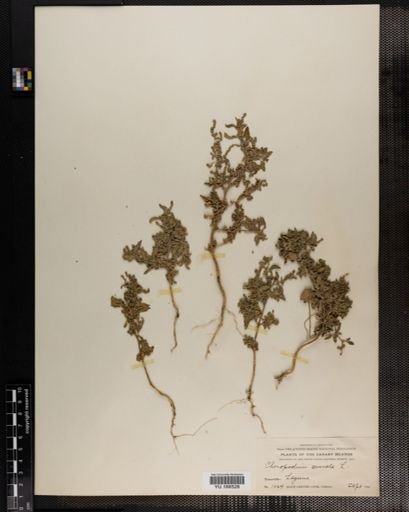 Plantae