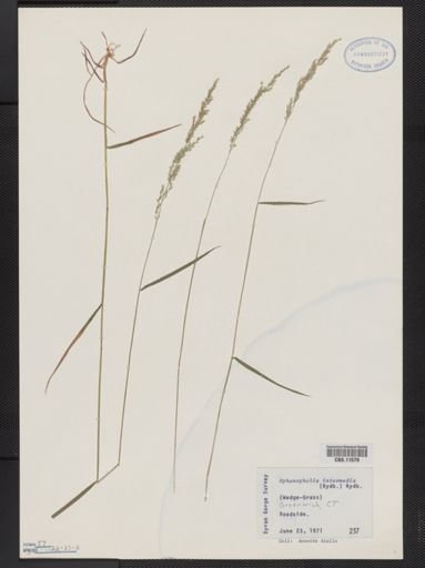Sphenopholis intermedia