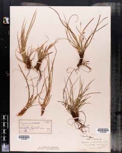 Carex umbellata