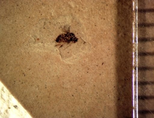 undet. Diptera
