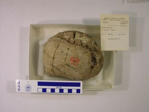 Mammuthus columbi?