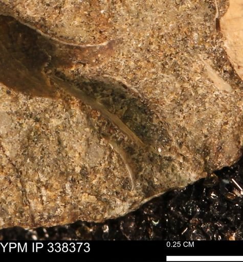 undet. Bivalvia