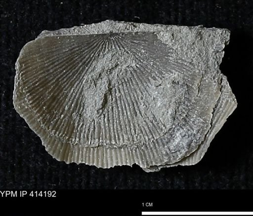 Devonochonetes mucronatus?
