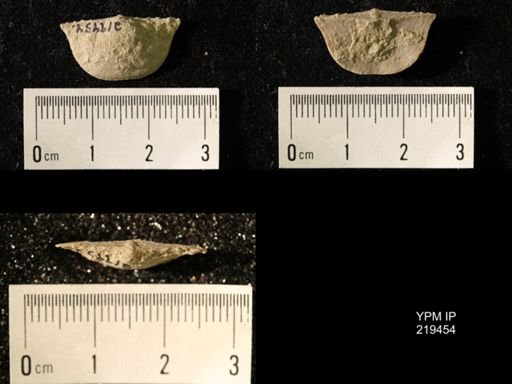 Chonetes granulifer