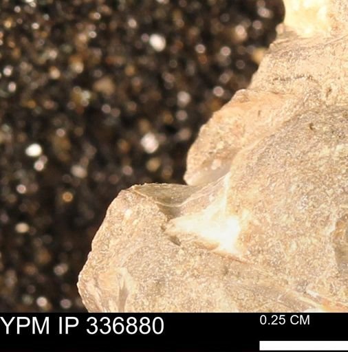 undet. Mollusca