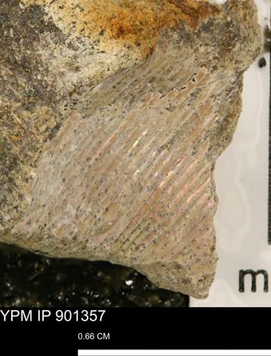 undet. Ammonoidea