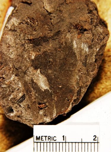 Xolisma ligustrina
