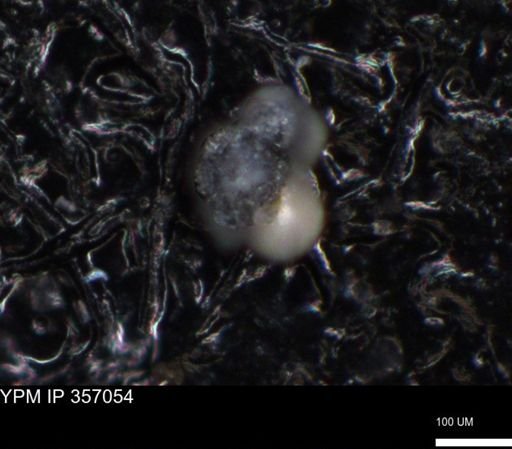 undet. Foraminiferida