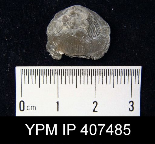 Atrypa reticularis