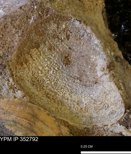 undet. Bivalvia
