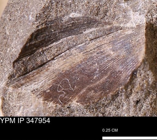 Limopsis striatopunctatus