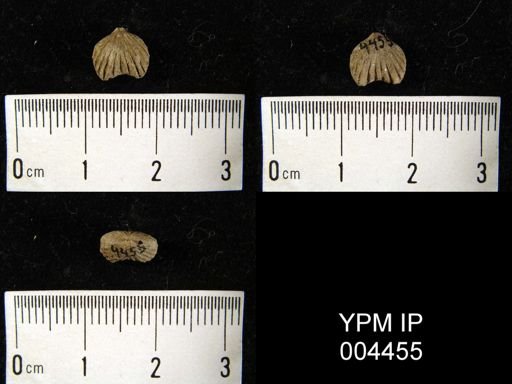 undet. Rhynchonellida