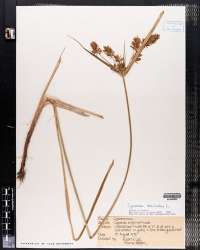 Cyperus esculentus