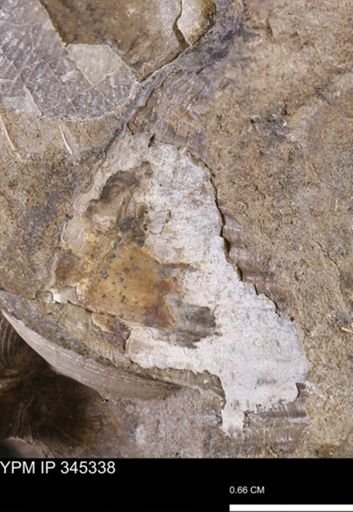 undet. Mollusca