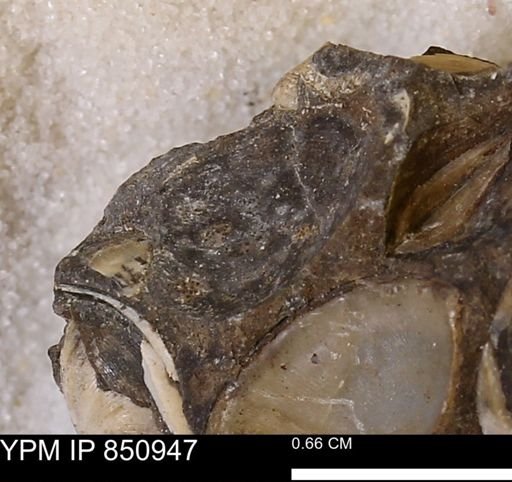 Limopsis striatopunctatus