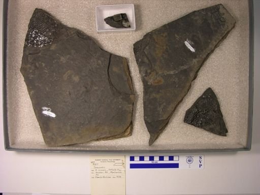 Semionotus sp.