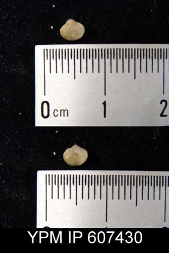 Ambocoelia sp.