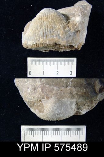 Productus semirecticulatus