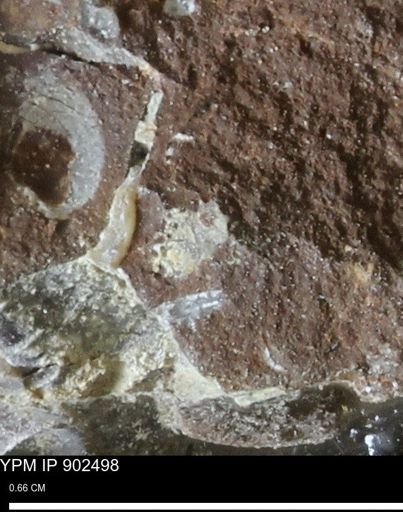 undet. Mollusca