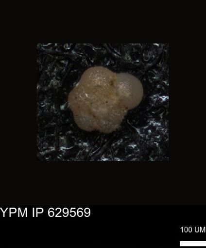 undet. Foraminiferida