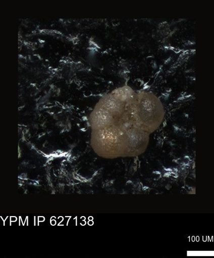 undet. Foraminiferida
