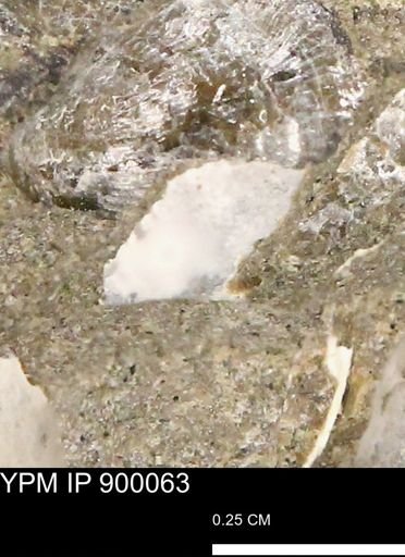 undet. Mollusca