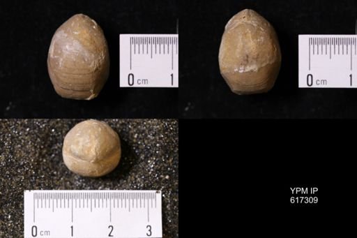 Terebratula radstockensis