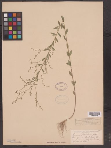 Linum striatum