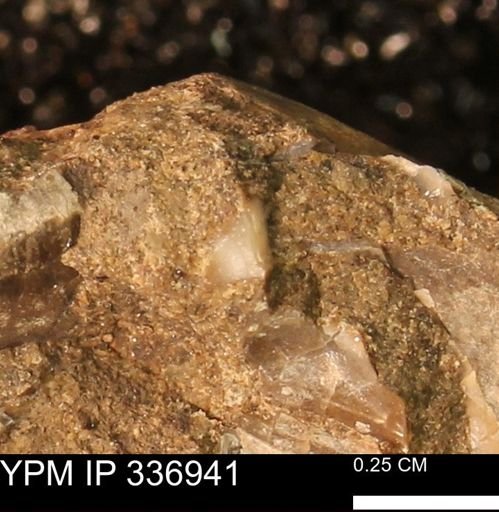 undet. Mollusca