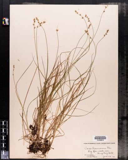 Carex brunnescens