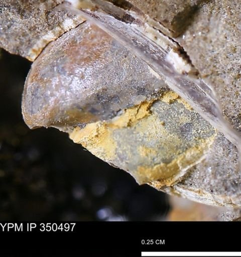 Limopsis striatopunctatus