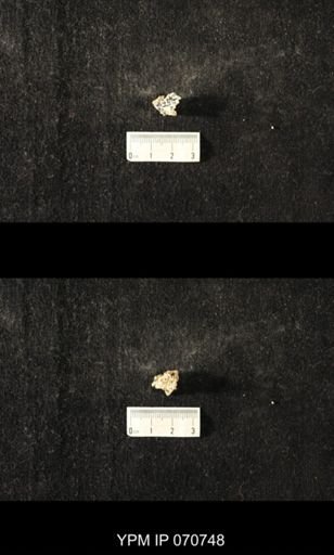 Favosites sp.