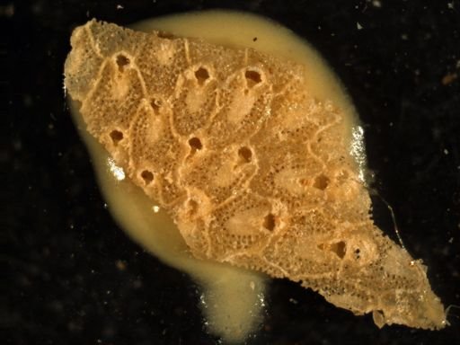 cf. Smittina abyssicola