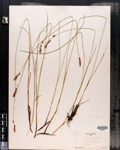Carex diandra