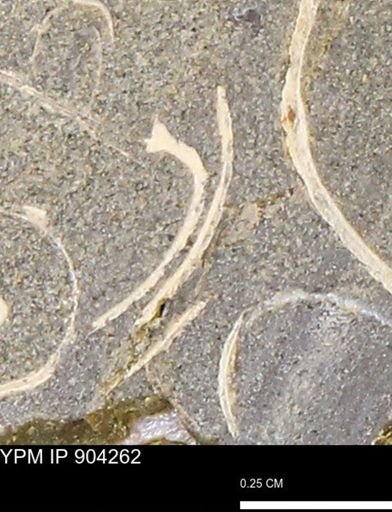 undet. Mollusca