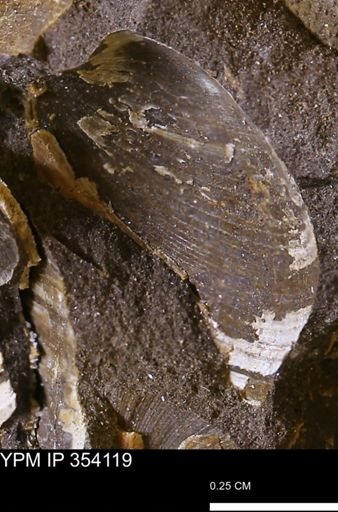 Limopsis striatopunctatus