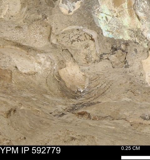 undet. Bivalvia