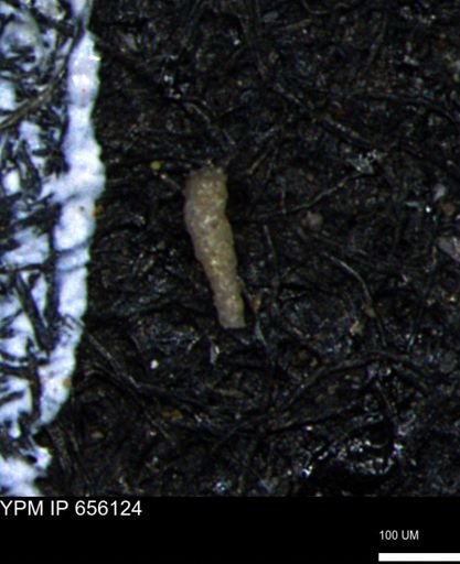 Verneuilinoides kansasensis