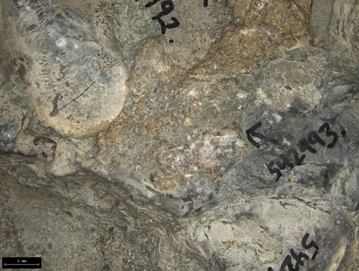 Aplocoma damesii