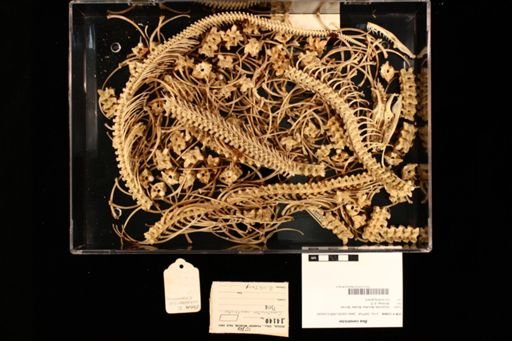 Boa constrictor