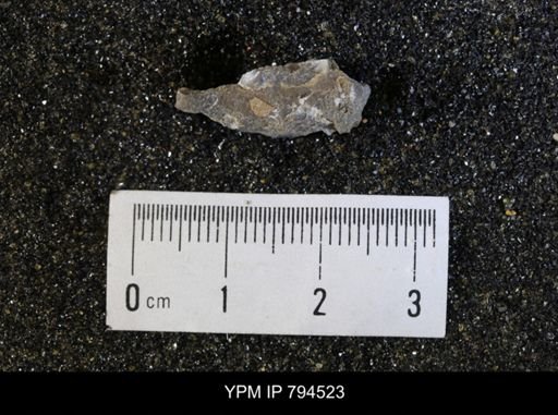 undet. Bivalvia
