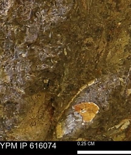 undet. Bivalvia