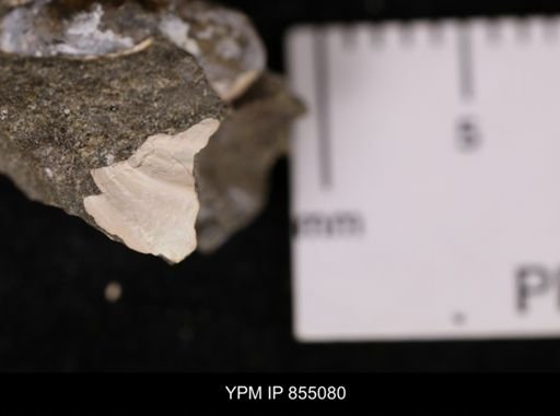 undet. Bivalvia