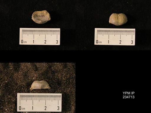 Marginifera splendens